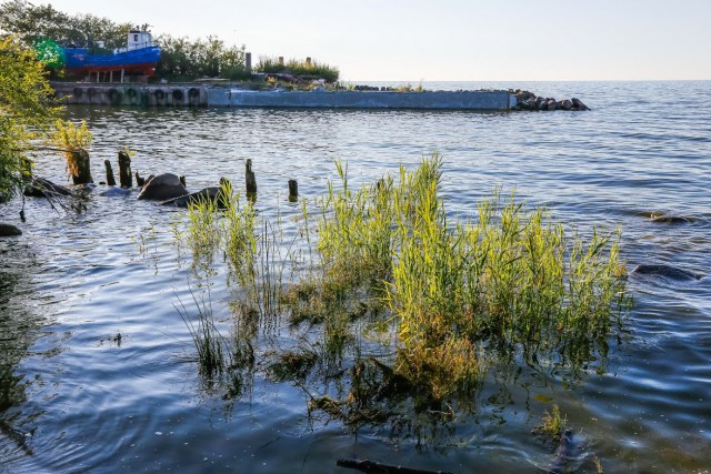 В Калининградскую область завезли личинок угря для выпуска в заливы