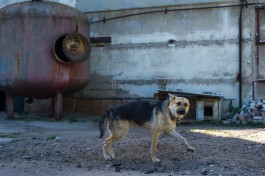 В Гурьевске полиция нашла квартирного вора по следам от укуса собаки