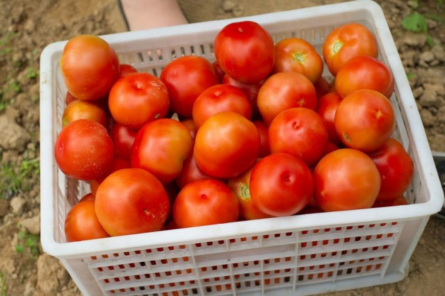 В регион пытались ввезти 12 тонн заражённых томатов из Северной Македонии