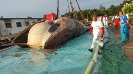 «23 тонны веса»: как из Балтийского моря вытаскивали мёртвого кита (фото) (фото)