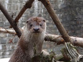Калининградский зоопарк собирает деньги на вольер для выдры