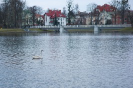 Ветеринары назвали причины гибели лебедей на Верхнем озере в Калининграде