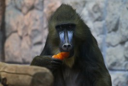 «Символы нового года»: как живут обезьяны в калининградском зоопарке
