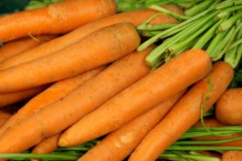 В Калининградской области уничтожили запрещённую морковь из Швеции