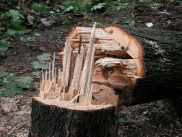 Недалеко от пляжа в Зеленоградске вырубили более 200 деревьев