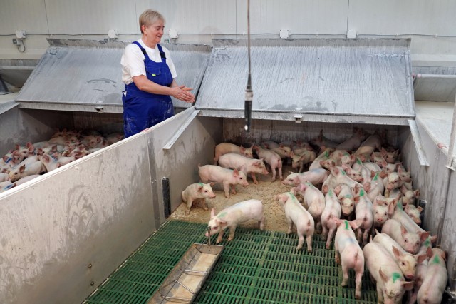 В регионе практически полностью восстановили поголовье свиней после вспышки АЧС