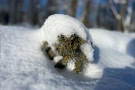 В Калининградской области зафиксировали самый высокий снежный покров с начала века