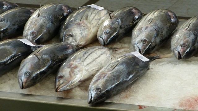 В Калининградскую область не пустили 28 тонн тунца бонито из Мавритании