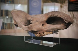 Музею Мирового океана передали изъятый на таможне череп древнего носорога 