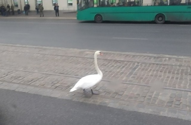 «Ходил по дороге, ждал автобус»: на Ленинском проспекте в Калининграде лебедь вышел на проезжую часть