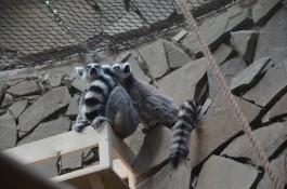 В Калининградский зоопарк привезли кошачьих лемуров