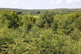 В лесу под Черняховском мужчина провалился в колодец и погиб