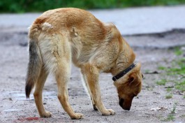 В Госдуме предложили штрафовать за выгул собак без поводков и намордников