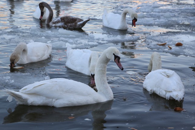 Прокуратура Черняховска обеспечила диких лебедей домиками для зимовки и кормом 