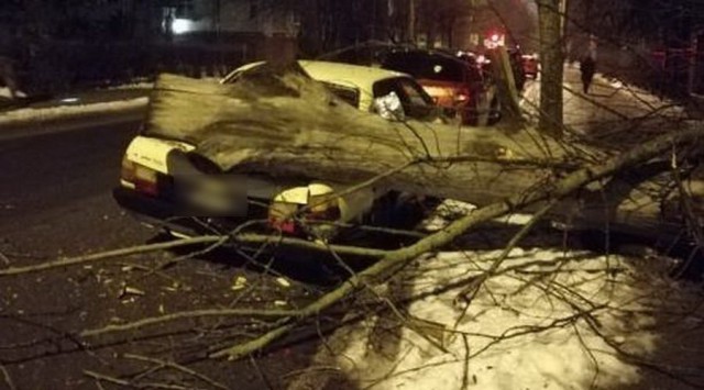 На улице Комсомольской в Калининграде дерево упало на припаркованную «Ауди»