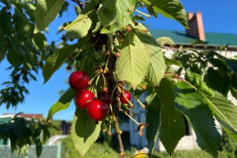 В Калининградской области приступили к сбору урожая черешни 