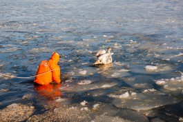 «Морозная песня»: как спасают от гибели лебедей в Калининградской области 