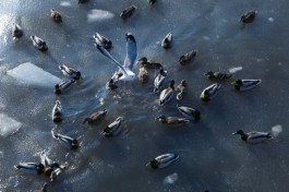 Как правильно подкармливать птиц в морозы?