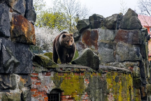 В зоопарке Калининграда начали ремонтировать исторический медвежатник