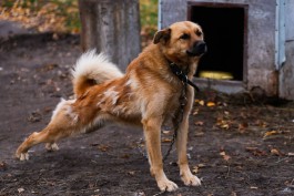 В Калининграде мужчина облил бензином привязанную собаку и пытался её поджечь 