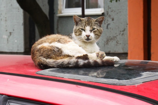 Во дворе дома в Зеленоградске кошка попала в два капкана: полиция ищет хозяина ловушек