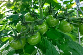 Крупный производитель рассказал о росте себестоимости овощей из-за суровой зимы в Калининградской области