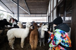 «Пушистые обитатели»: на территории замка Нойхаузен в Гурьевске открыли парк альпак