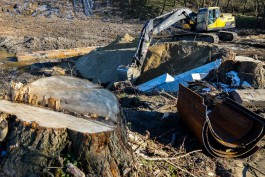 Для строительства нового района Setl Group под Светлогорском разрешили вырубить 26 деревьев