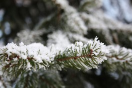 В выходные в Калининградской области ожидаются дождь и снег