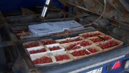 Житель области пытался незаконно ввезти 100 кг клубники из Польши