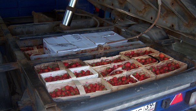 Житель области пытался незаконно ввезти 100 кг клубники из Польши