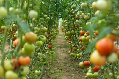 Экспорт сельхозпродукции из Калининградской области вырос почти в полтора раза