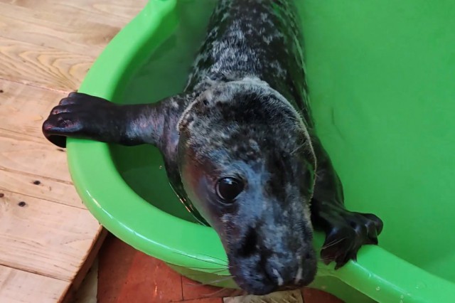 В Калининградской области проходят реабилитацию восемь детёнышей серого тюленя