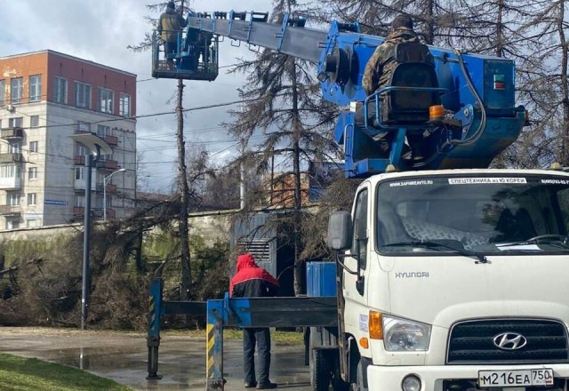 «Запущенный случай»: возле сквера у бывшего ДКМ в Калининграде вырубили все ели