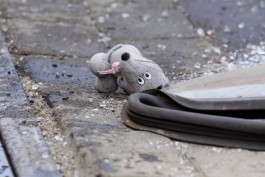 На проспекте Мира в Калининграде «Шкода» сбила 8-летнюю девочку