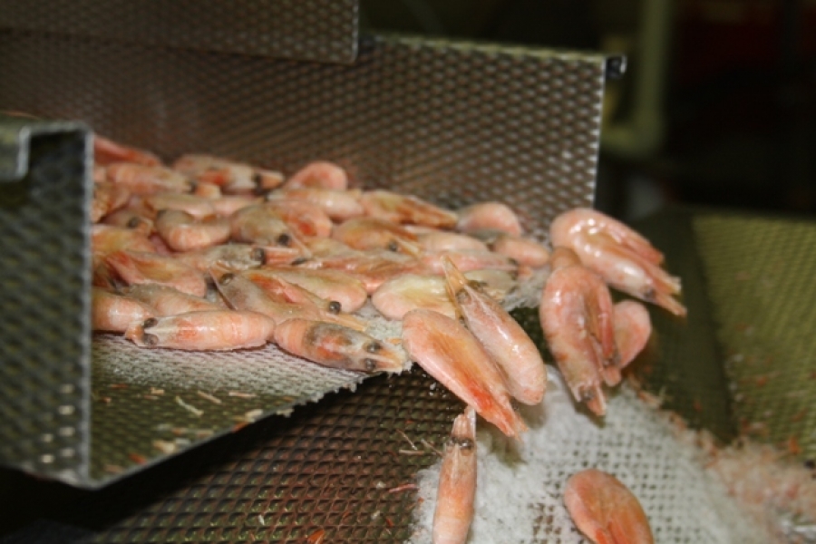 Продукцию нового рыбоперерабатывающего завода будут поставлять в европейские страны  (фото)