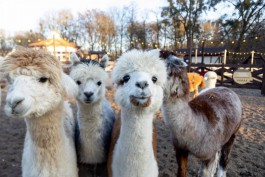 Парк альпак на территории замка Нойхаузен в Гурьевске откроют для посетителей 2 января (фото)