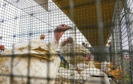 В 100 км от Калининградской области в Польше обнаружили очаг птичьего гриппа