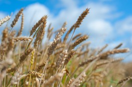 В Тунис отправили первый теплоход с пшеницей из Калининградской области