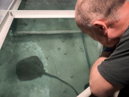 В корпус-шар Музея Мирового океана привезли скатов, помпано и рыбу-носорога (фото)