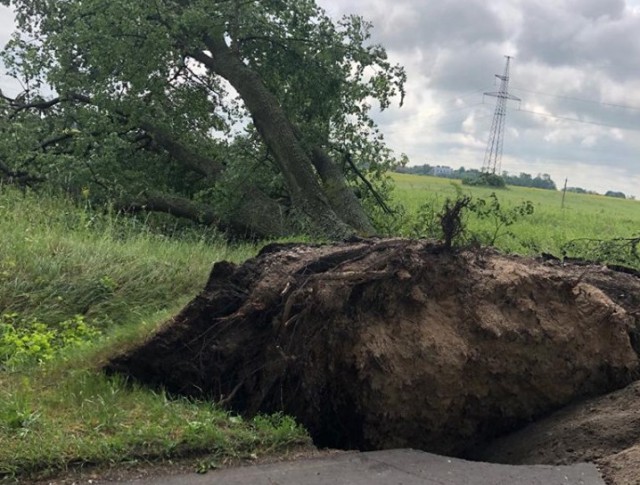 За четыре часа шторма на областных трассах ветром повалило 84 дерева