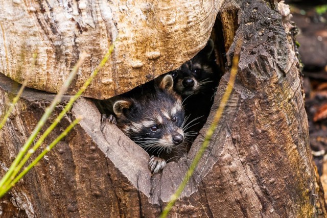 Калининградский зоопарк предлагает приносить подарки животным за скидку на билеты