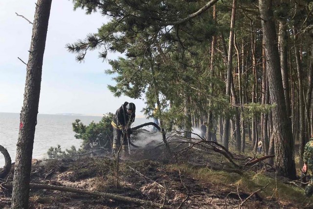 На Куршской косе произошёл пожар: выгорело 70 «квадратов» леса