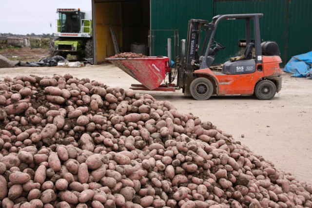 В Калининградской области собрали 68,6 тысяч тонн картофеля