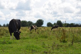 В Славском округе бык убил двух доярок