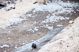 На трассе Калининград — Балтийск КАМАЗ раздавил «Опель»: погибла женщина