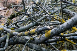 На улице Портовой в Калининграде обрежут около 100 деревьев