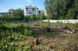 «Никому зелени не нужно»: жители Зеленоградска жалуются на вырубку деревьев ради девятиэтажного дома (фото)