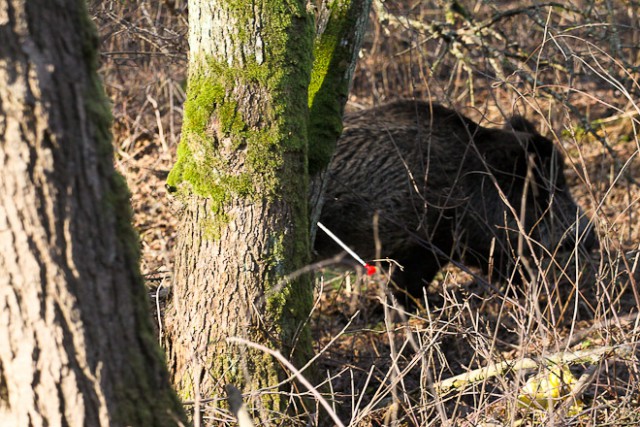 Под Черняховском задержали браконьеров с тушами шести кабанов и лося