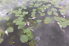 Калининградцы сообщают о массовой гибели рыбы в Верхнем озере (фото)